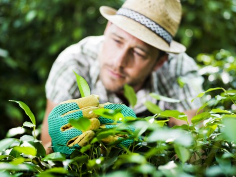 Seasonal hedge trimming in Harefield for smart outdoor spaces