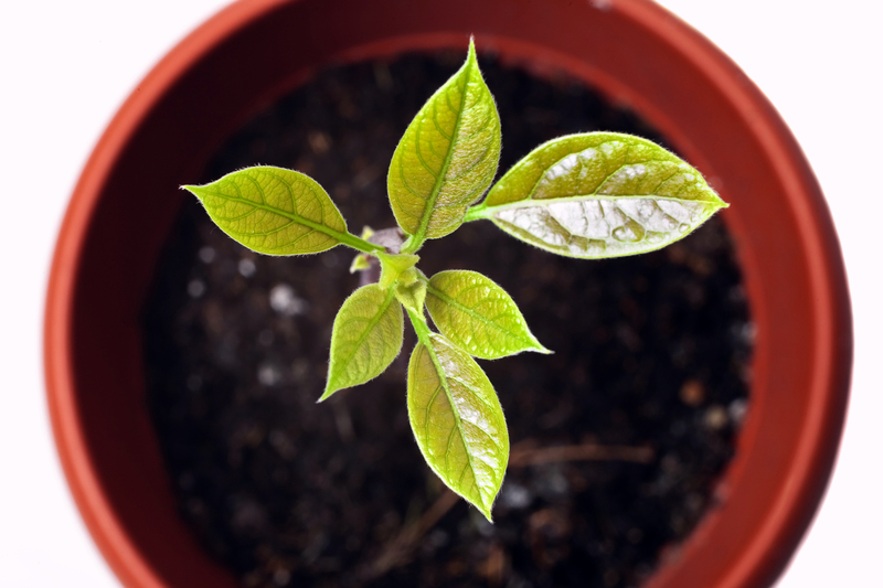 Unlock the Secrets to Removing Ivy Permanently